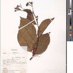 Ehretia angolensis Alia
