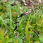 Carex ferruginea Цвят
