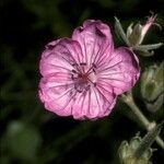 Geranium viscosissimum Kukka