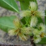 Ximenia americana Blüte