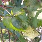 Gossypium barbadense Froito