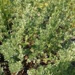 Artemisia frigida 花
