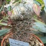 Pachypodium brevicaule عادت داشتن