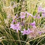 Tulbaghia violaceaFlower