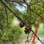 Tsuga canadensis ফুল