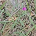 Lathyrus latifoliusFlower