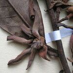 Guatteria pannosa Други