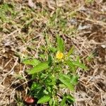 Sida spinosa Leaf