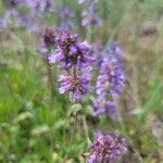 Penstemon procerusFlower