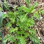 Anthemis secundiramea Folha