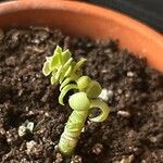 Sedum spathulifolium Leaf