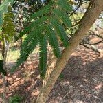 Albizia niopoides Foglia