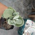 Kalanchoe millotiiLeaf