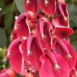 Erythrina crista-galliFlower