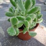 Cotyledon tomentosaपत्ता