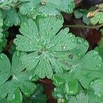 Geranium columbinum List