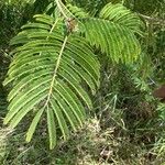 Senegalia ataxacantha Leaf