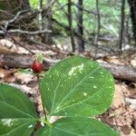 Trillium undulatum Fruit