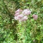 Eupatorium cannabinumFlor