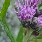 Saussurea alpina Flower