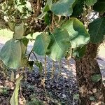 Coccoloba caracasana Hoja