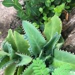 Kalanchoe ceratophylla Leaf