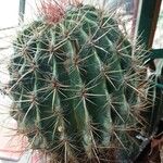 Ferocactus pilosus Агульны выгляд