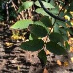 Sorbaria kirilowii Folha