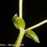 Cerastium carinthiacum Bark