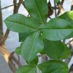 Allamanda blanchetii Leaf