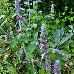 Stachys byzantina Habit