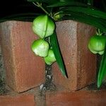 Thevetia neriifolia Fruto