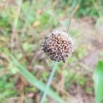 Armeria arenaria Fruit