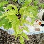 Pteris fauriei Листок