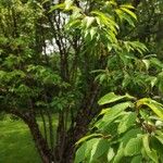 Prunus serrula Hábito