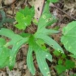 Viola palmata Leaf