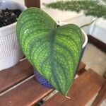 Monstera siltepecana Ліст