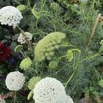 Visnaga daucoides Hábitos