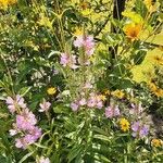 Physostegia virginiana Habit