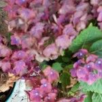 Hydrangea macrophyllaКветка