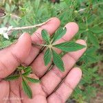 Cleome spinosa Foglia