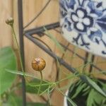 Coreopsis tinctoriaFloare