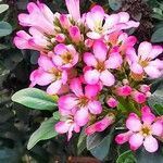 Escallonia rubra फूल