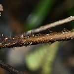 Cyathea surinamensis Кора