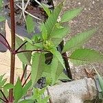 Bidens frondosa Feuille