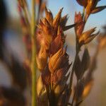 Panicum amarum Плод