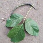 Tabebuia roseoalba Blatt