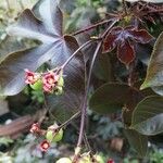 Jatropha gossypiifolia Owoc