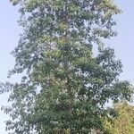 Terminalia prunioides Habit