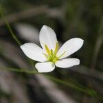 Sabatia brevifolia Kvet